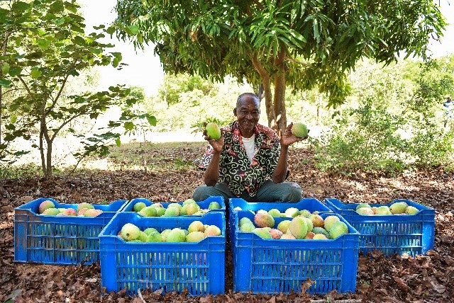 Projet d’Agriculture Contractuelle pour une intensification de la production et de la transformation de la Mangue Biologique dans la région des Hauts-Bassins (PACMB)