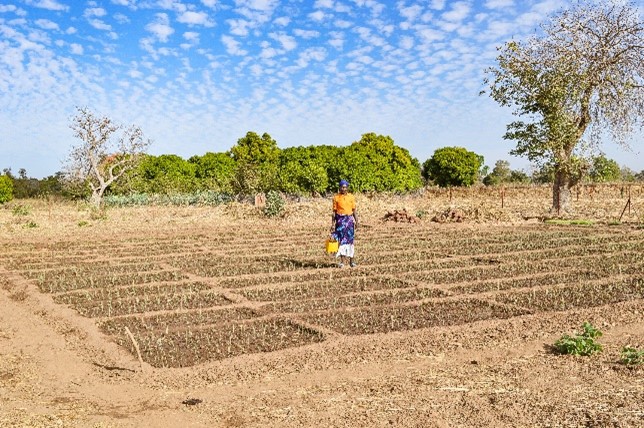 Projet d’adaptation de la production agricole au changement climatique en utilisant l’énergie renouvelable (PAPACCER)